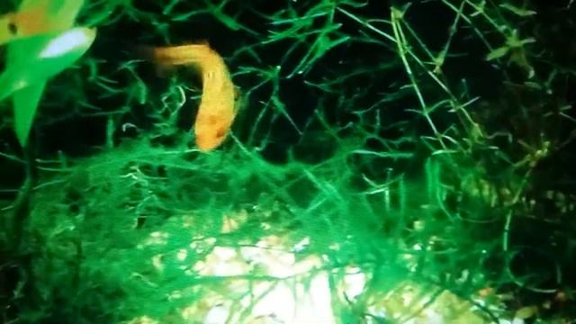 Aquário de barbus ouro e camarão neo caridina смотреть онлайн