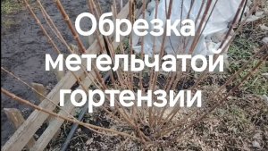 Обрезка метельчатой гортензии весной.