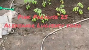Помидоры Пинк Парадайз 25 схема высаживания