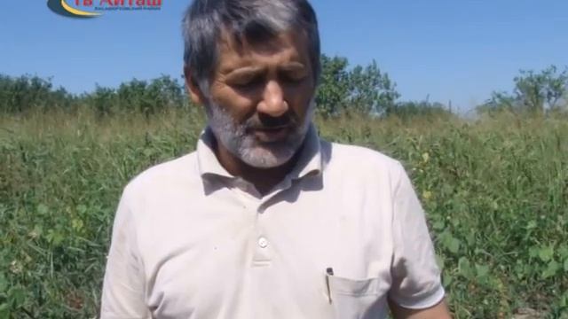 СПК "Жданова": сбор помидор смотреть онлайн