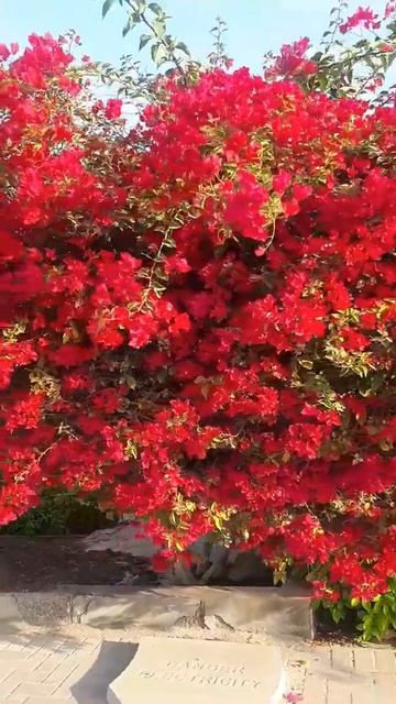 Beautiful Bougainvillea flower at the street #shortvideo смотреть онлайн