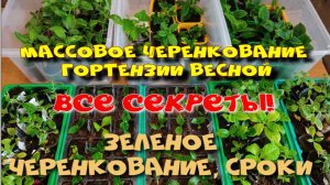ЧЕРЕНКОВАНИЕ ГОРТЕНЗИЙ ВЕСНОЙ