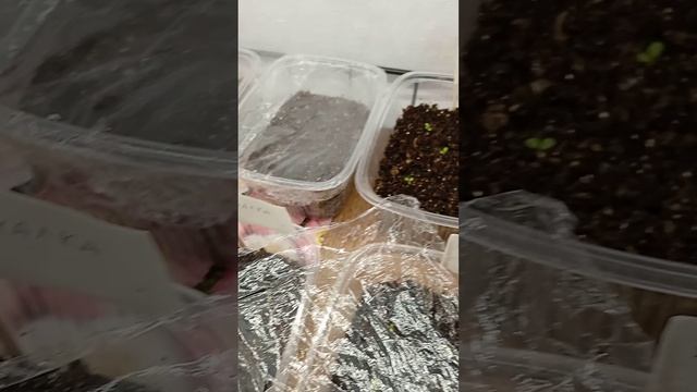 Обзор всходов и рецепт моего грунта