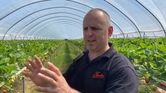 Gardening With Ken - 10-Acres of Strawberries at Wilkin & Son, Tiptree смотреть онлайн