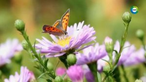 Рекламные и основные заставки (Мир, лето 2021)