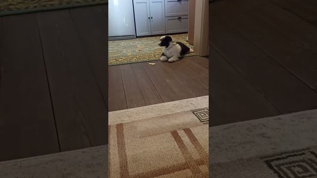 Китайская хохлатая продолжаем обучение команде Фу смотреть онлайн