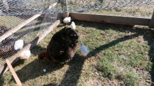 Новая клетка для выгула цыплят 🐔🐤🐤🐤🐤