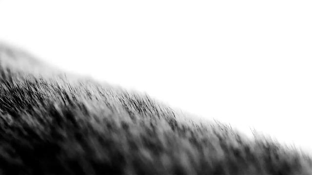 Skin Care for Cats смотреть онлайн