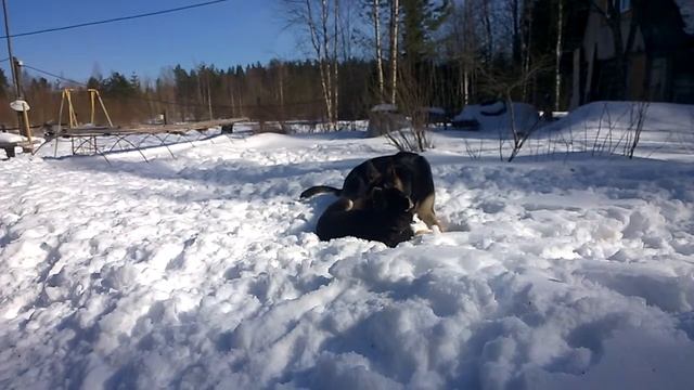 Помет Х (Верный Друг Рамзес х Верный Друг Оделия) смотреть онлайн