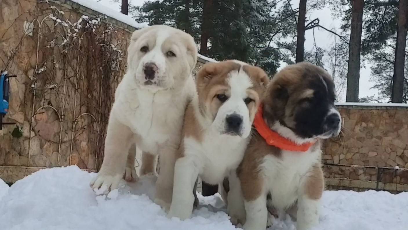 КАК ВЫБРАТЬ ЩЕНКА АЛАБАЯ? смотреть онлайн