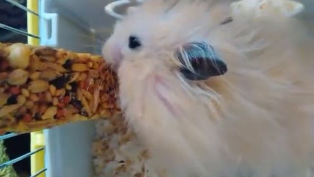 "Кушаем, не отвлекаемся",-сказал Тинки. смотреть онлайн