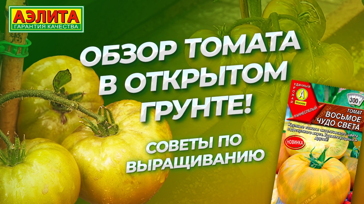 Томат ВОСЬМОЕ ЧУДО СВЕТА в ОТКРЫТОМ ГРУНТЕ смотреть онлайн