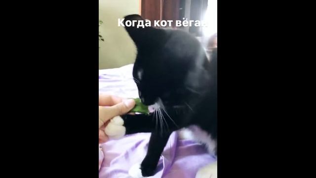 Единственный веган в семье. смотреть онлайн