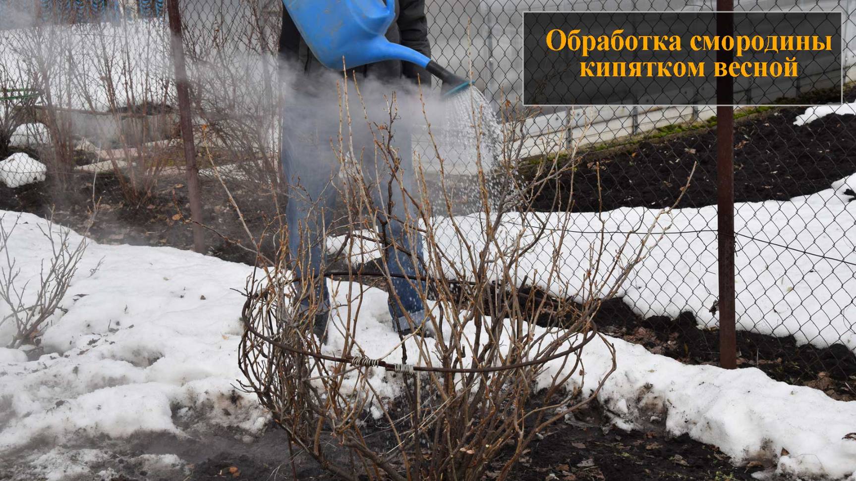 Обработка смородины кипятком весной смотреть онлайн