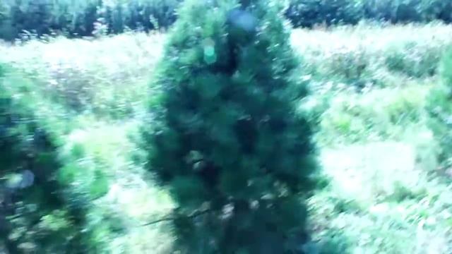 16 605 Сосна Датская срезанная 1.50 – 1.75 м. смотреть онлайн