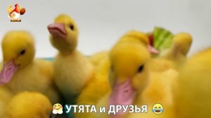Утята с друзьями – мир нежных эмоций 🤗 эпизод (74)