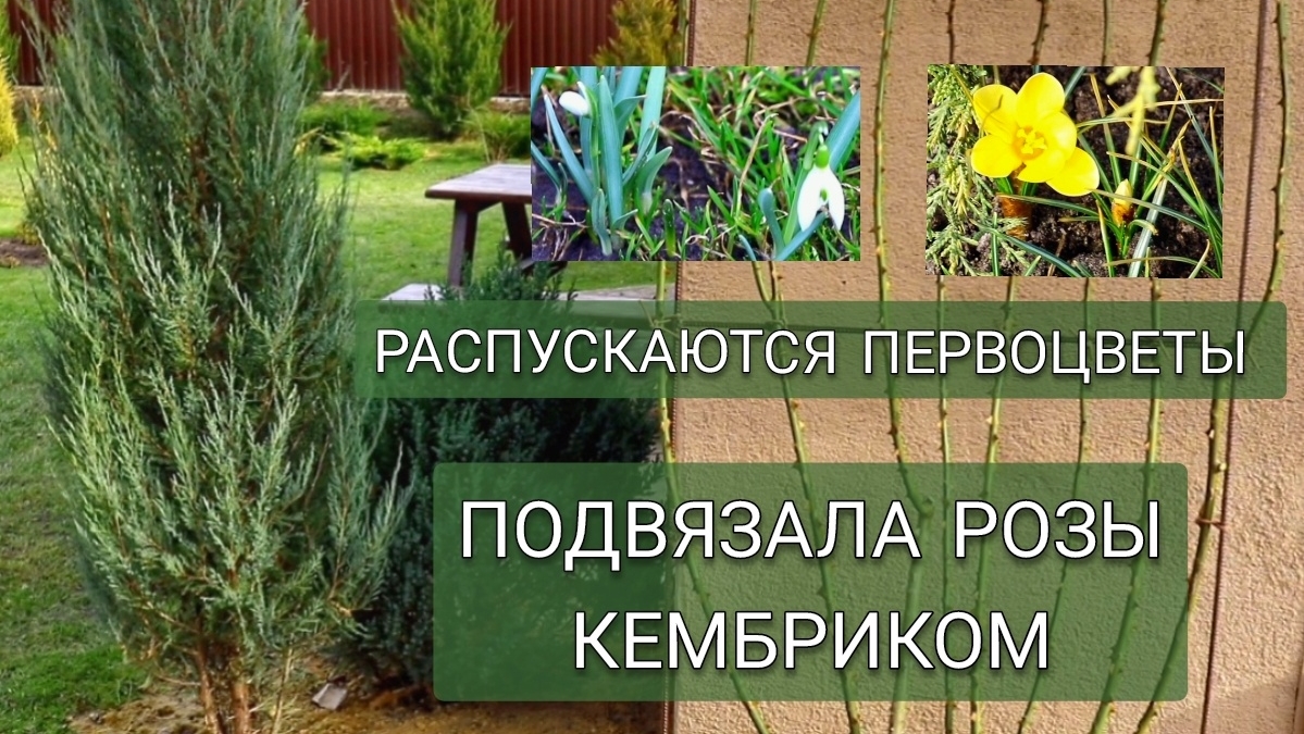 ПОДВЯЗАЛА РОЗЫ КЕМБРИКОМ. РАСПУСКАЮТСЯ ПЕРВОЦВЕТЫ. 10.03.2025г. смотреть онлайн
