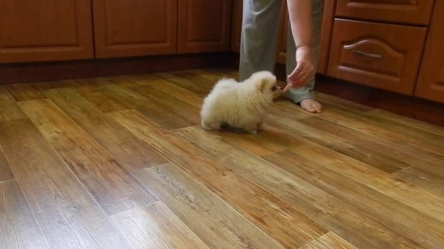 POM BOY смотреть онлайн