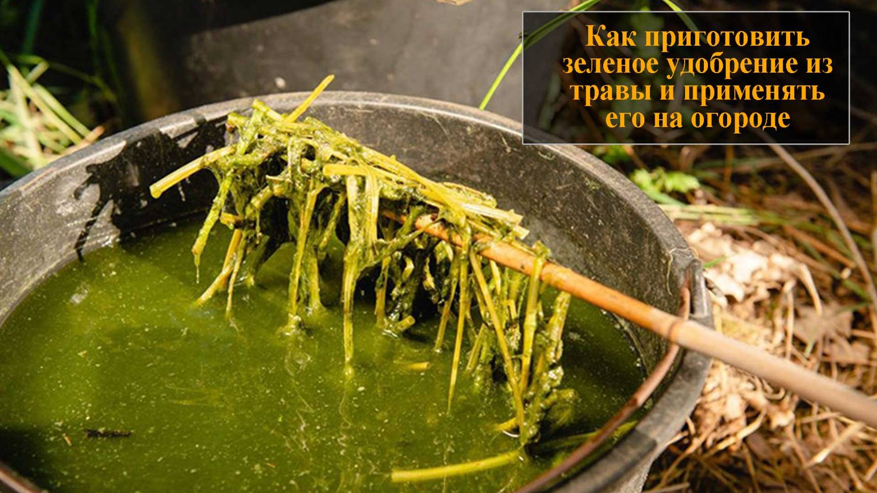 Приготовить зеленое удобрение из травы и применять его на огороде смотреть онлайн