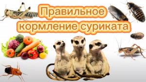 Чем кормить суриката? Правильное кормление сурикатов🦗🥕