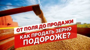 Низкие цены на зерно. Как продавать зерновые? | Выращивание зерновых | Опыт Август Агро