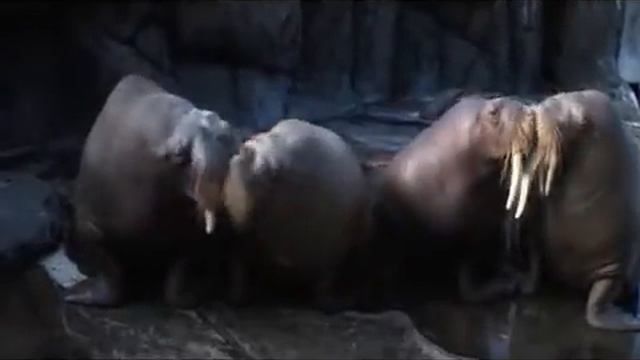 Моржи чмок-чмок смотреть онлайн