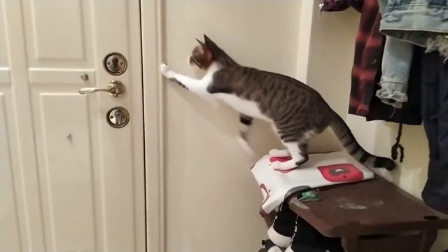 Кошка ждет у дверей, когда придет хозяин😃 смотреть онлайн