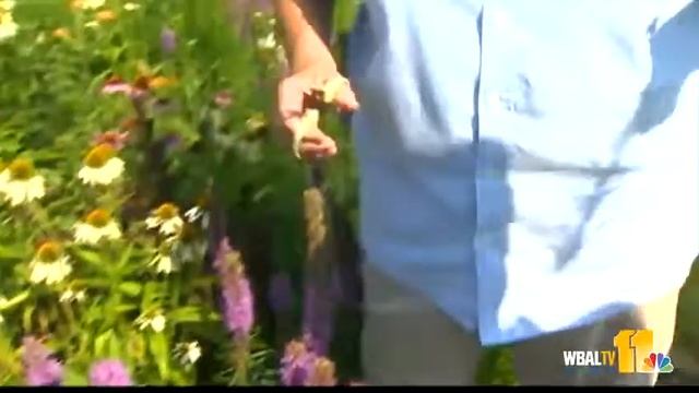 Find out why warm water is important for plants смотреть онлайн