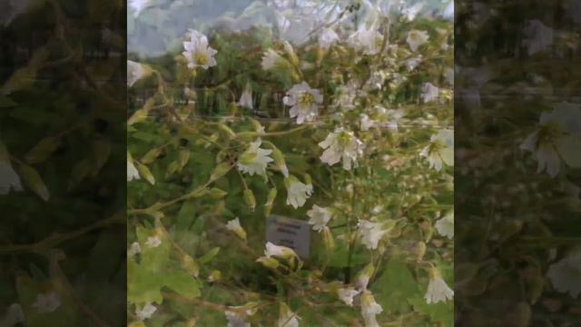 Экскурсия по кампусу ДВФУ. смотреть онлайн