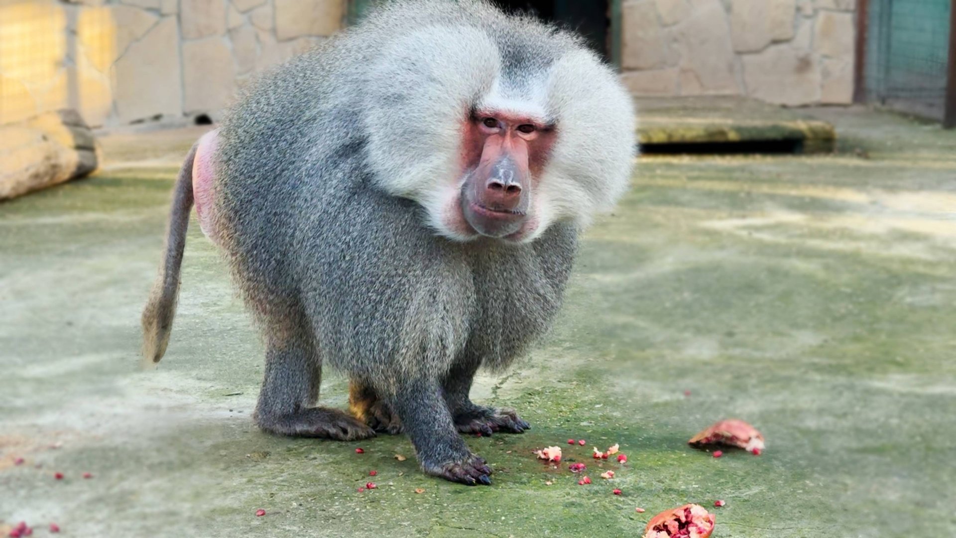 ТАК гранат НЕ ЕСТ НИКТО! Елисей удивил! Посчитал все кусочки банана у макак - еще припомнит нам! смотреть онлайн
