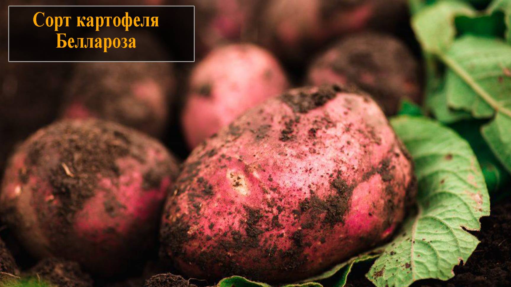 Картофель сорта Беллароза смотреть онлайн