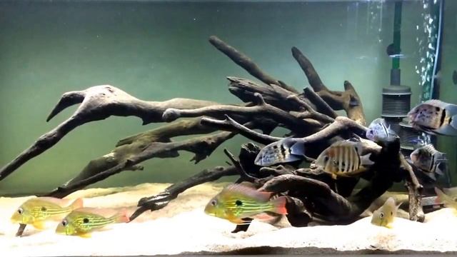 4ft aquarium with uaru fernandezyepezi, geophagus winemilleri and rotkeil severum смотреть онлайн