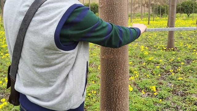 Paulownia tree regrowth after maturity cutting смотреть онлайн