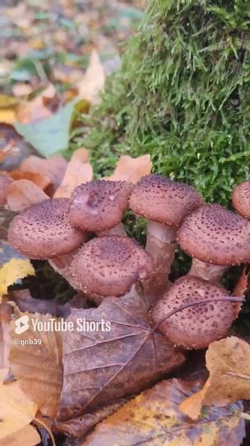 ГРИБЫ в ноябре.ОПЯТА.#shorts #сборгрибов #поехатьзагрибами #лес #природа смотреть онлайн