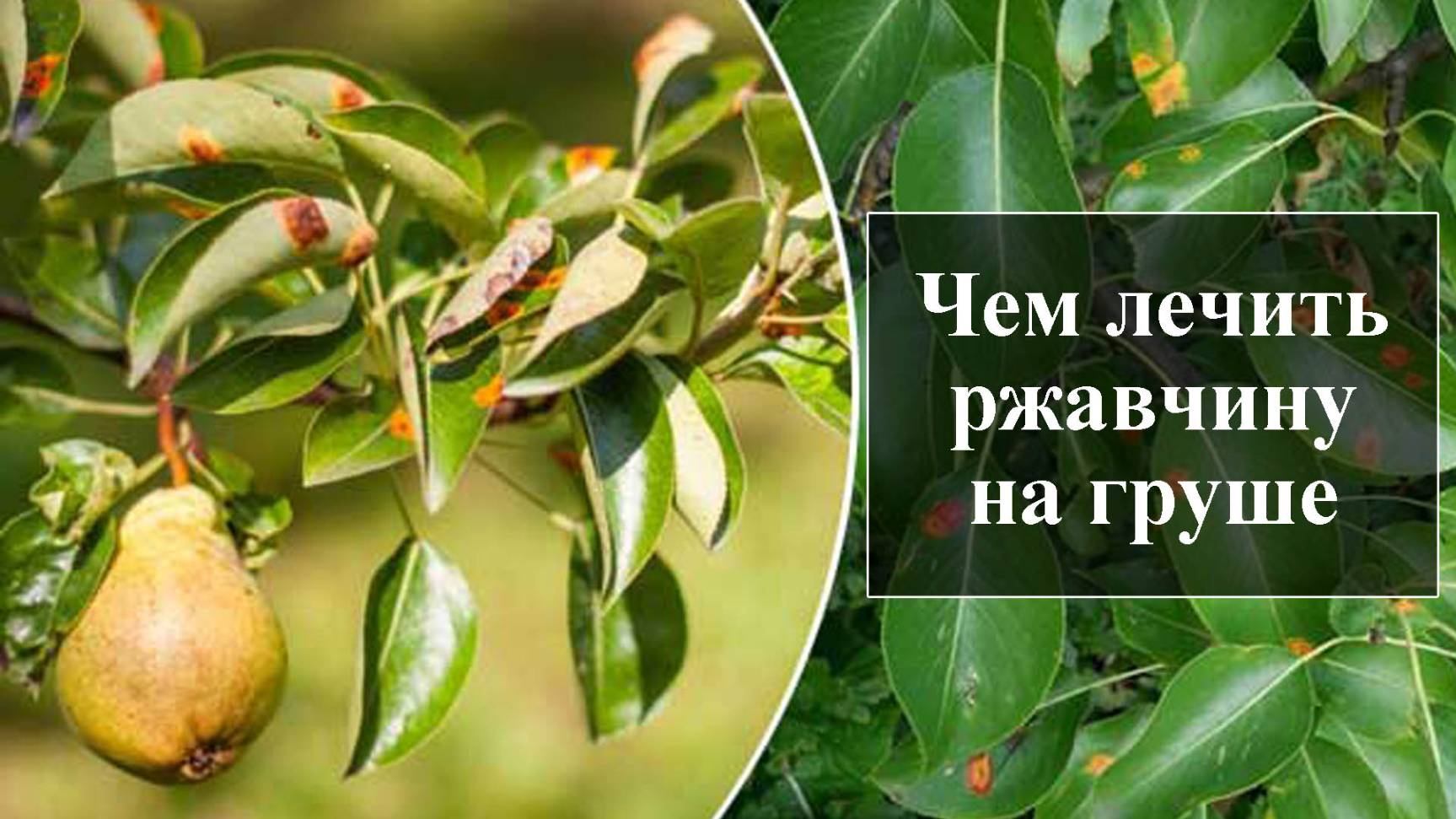 Ржавчина на груше смотреть онлайн