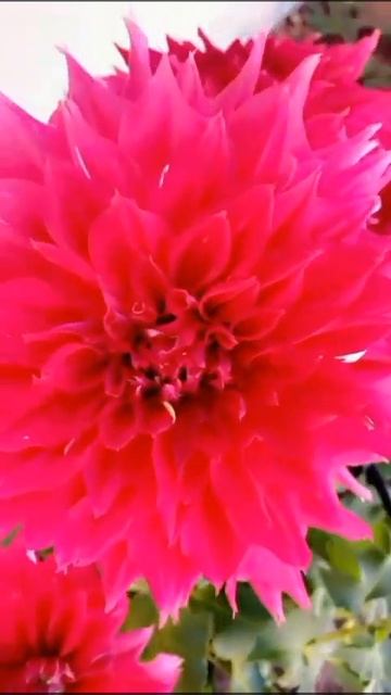 ТАКОЕ Я ПЕРВЫЕ ВИЖУ - ЯГОДКА ЗДЕСЬ ПРИЧЁМ?? 🤣СМЕЁМСЯ ВСЕ ВМЕСТЕ УРА!!!!