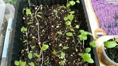 Выращиваем рассаду. Март смотреть онлайн