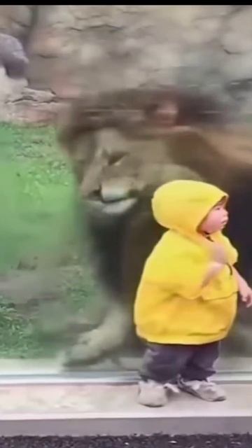 Стекло защитило людей от нападения хищников в зоопарке