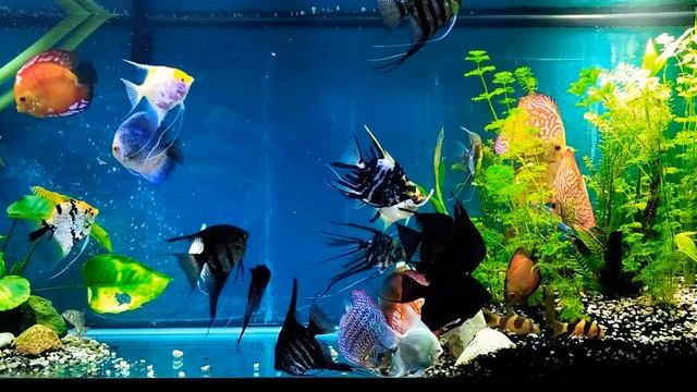Discus and Angelfish смотреть онлайн