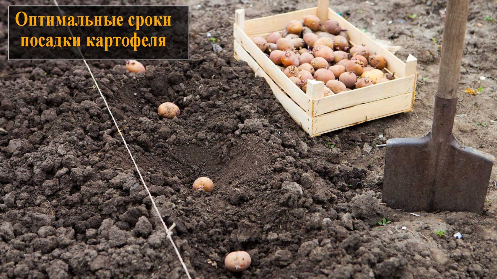 Сроки посадки картофеля смотреть онлайн