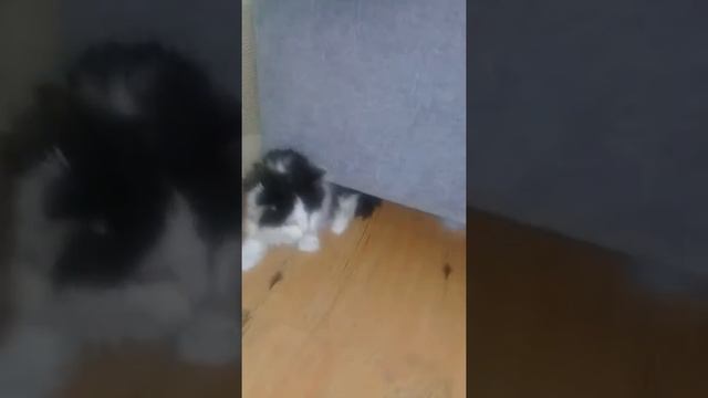 Моя дикая кошка! смотреть онлайн