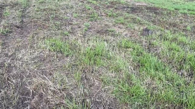 07.05.21. Посадили ёлочки и продолжили субботник. смотреть онлайн