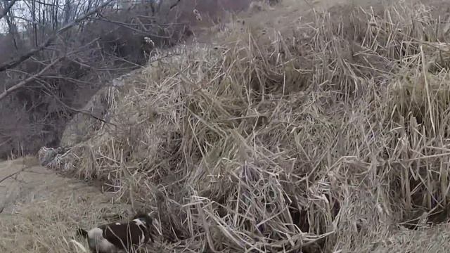 Hunting at the club JM 3 смотреть онлайн