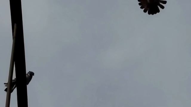 николаевские голуби   Илларионово