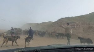 гусфандхои хисори эшони Саидахмат аз 8 март дар рохи эсанбой