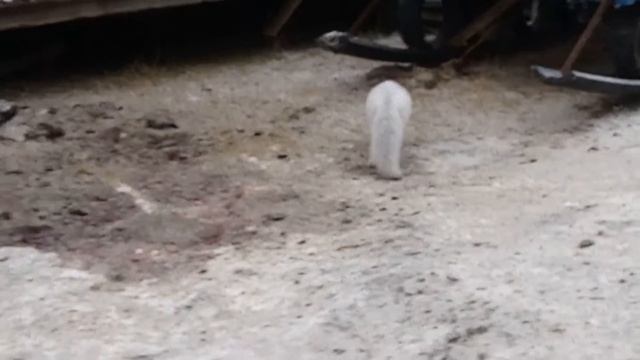 Песец смотреть онлайн