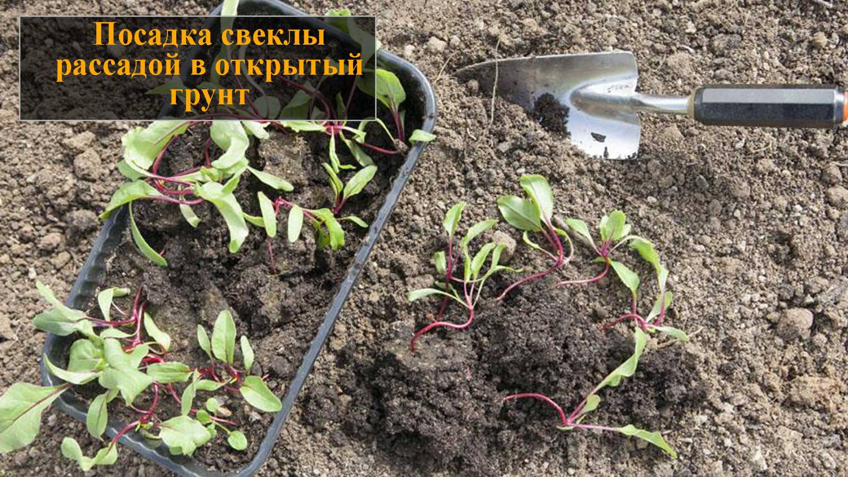 Посадка свеклы рассадой в открытый грунт смотреть онлайн