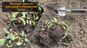 Посадка свеклы рассадой в открытый грунт