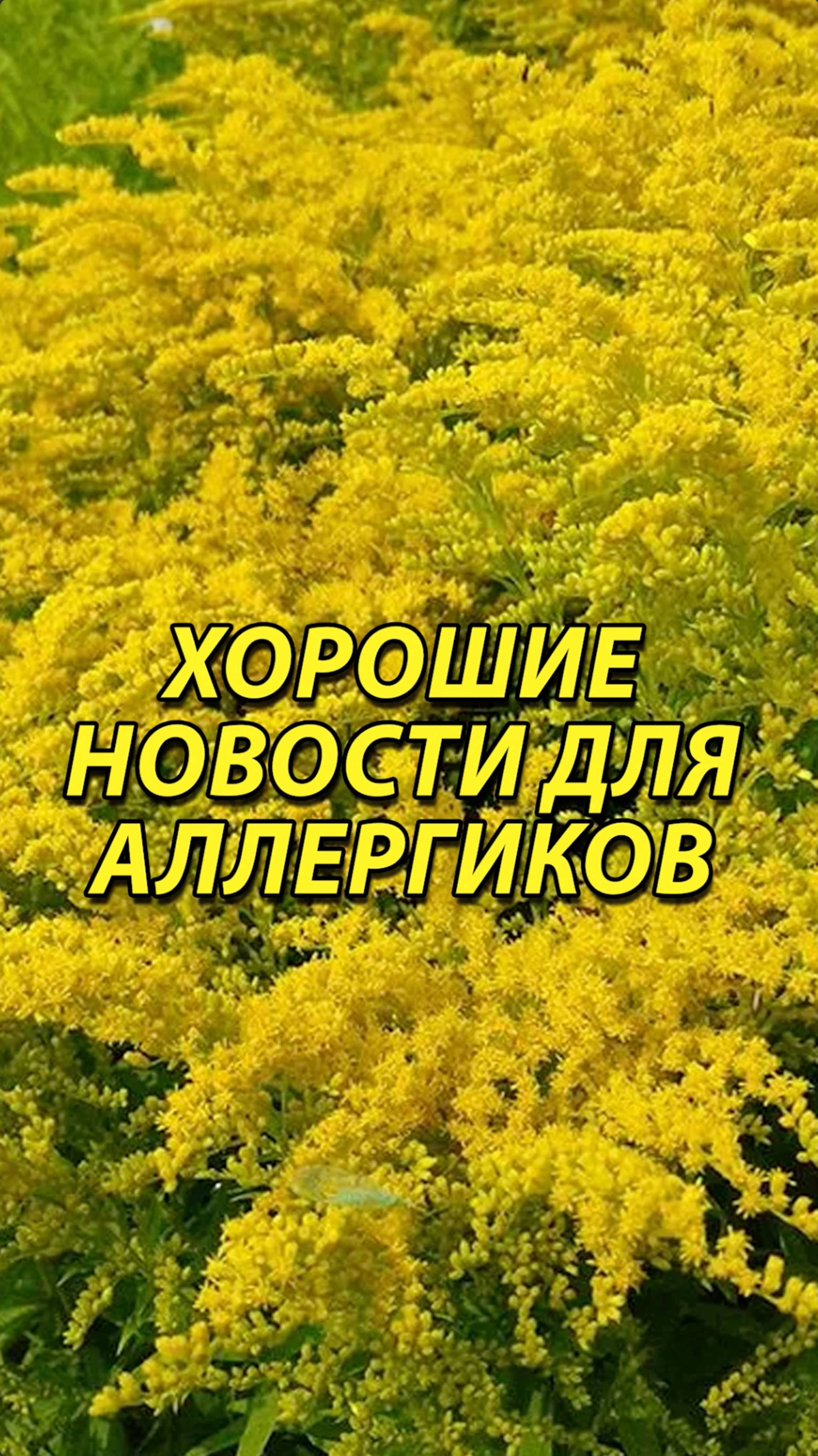 Новости для аллергиков