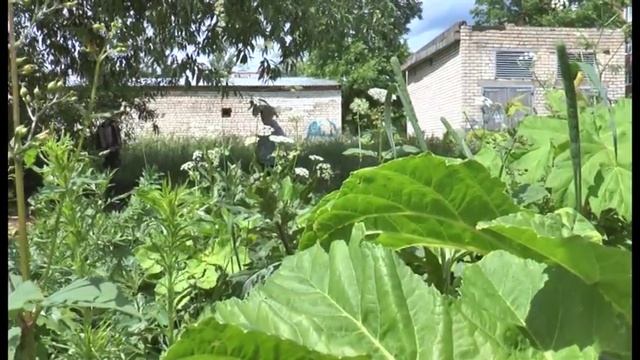борщевик 17 06 смотреть онлайн
